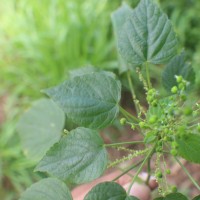 Acalypha paniculata Miq.